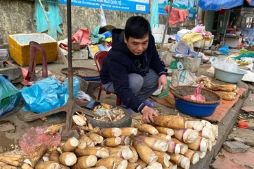 Mùa măng vầu trên rẻo cao Bắc Kạn