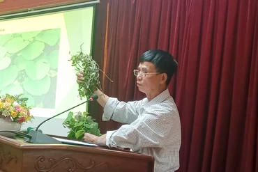 Ông Lưu Viết Ngoạn, Phó Chủ tịch Hội Đông y xã Yên Cư (Chợ Mới) giới thiệu về các loại cây chữa bệnh gan, mật