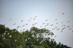 Nơi những cánh chim trở về