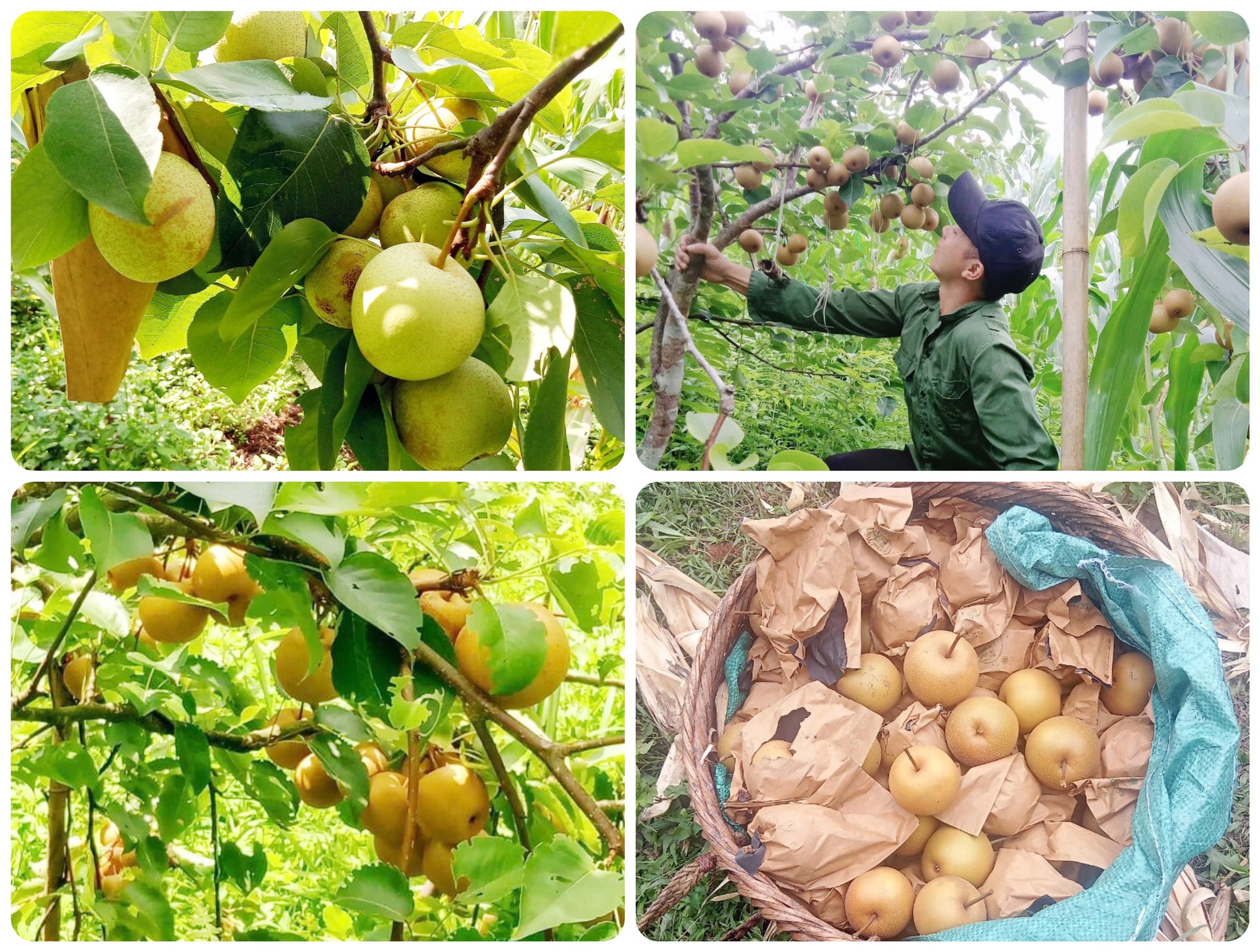 Lê địa phương và lê VH6 qua trồng thử nghiệm ở thôn Nà Pài, xã Yến Dương cho thấy cây phù hợp với khí hậu, thổ nhưỡng địa phương. ipiccyimage-2jpg-28655a4d9f9b.jpg