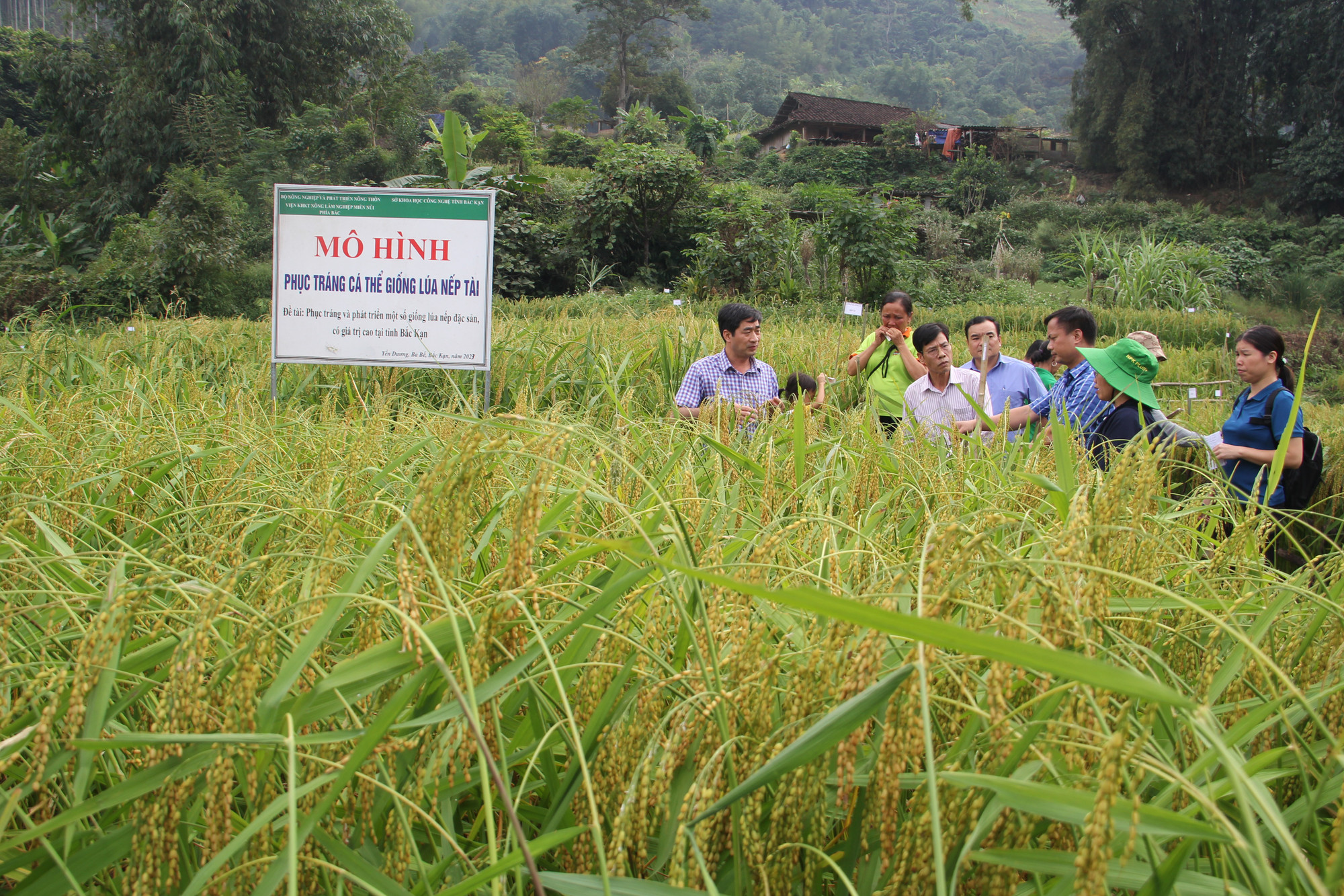 Kiểm tra mô hình phục tráng giống lúa nếp Tài tại xã Yến Dương, huyện Ba Bể. 2023-11-04-3.jpg