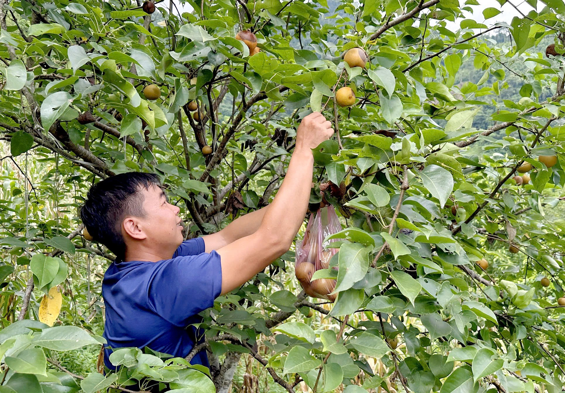Anh Triệu Hữu Thành ở thôn Nà Pài, xã Yến Dương (Ba Bể) thu hoạch quả lê. z5779207539255_0cab8866c4b1bc2b59f7863b3c967f7f.jpg