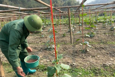 Bí xanh thơm Ba Bể - nguy cơ giảm diện tích do sâu bệnh hại