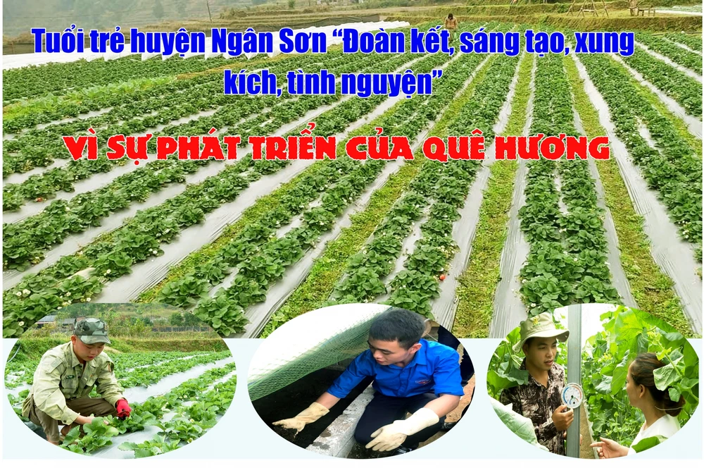 Tuổi trẻ huyện Ngân Sơn “Đoàn kết, sáng tạo, xung kích, tình nguyện”