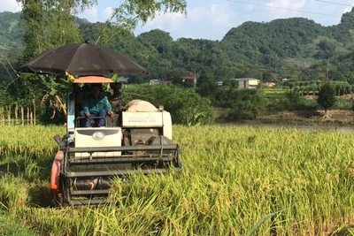 Quý III, tốc độ tăng trưởng kinh tế tỉnh Bắc Kạn xếp thứ 9 trong vùng trung du miền núi phía Bắc