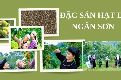 Đặc sản hạt dẻ Ngân Sơn