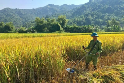 Bạch Thông thu hoạch lúa mùa đạt trên 90% diện tích