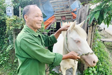 Nông dân khởi nghiệp từ nuôi ngựa bạch