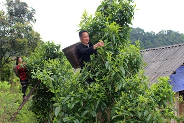 Trăn trở Áng Hin