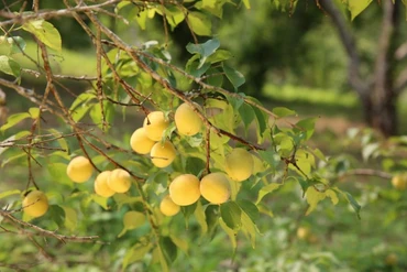 Bắc Kạn- mùa mơ chín