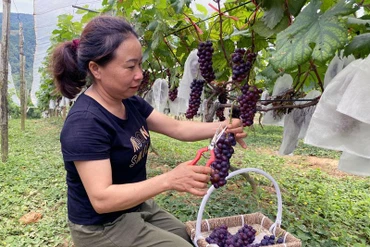 Tăng cường ứng dụng công nghệ vào sản xuất nông nghiệp