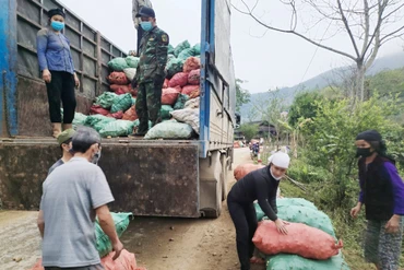 Trồng gừng mang lại thu nhập khá cho người dân Pác Nặm