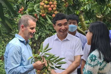 Quả vải thiều Hải Dương vươn xa