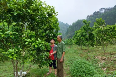 Biến đồi hoang thành vườn cây ăn quả