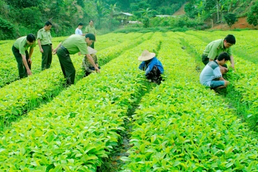 Xây dựng Lâm nghiệp tỉnh Bắc Kạn thành ngành kinh tế - kỹ thuật, phát triển bền vững.