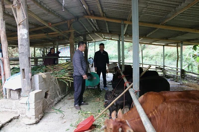 Gia đình ông Hoàng Văn Tùng, thôn Nà Tạ xã Thượng Giáo (Ba Bể) sử dụng vốn vay ưu đãi tập trung chăn nuôi trâu, bò mang lại hiệu quả kinh tế.