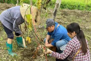 Nguyên nhân bí xanh chết là do nấm gây bệnh nứt thân chảy nhựa, bệnh héo vàng