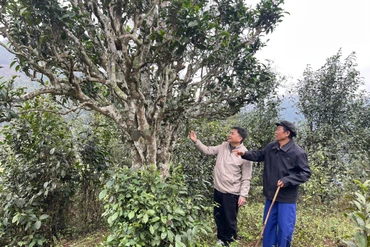 Cần bảo tồn giống chè Shan tuyết ở Bằng Phúc