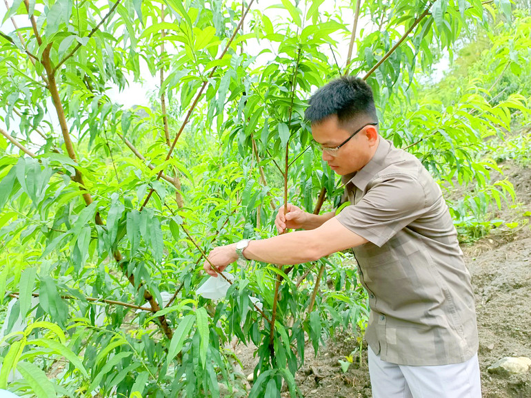 Cán bộ kỹ thuật kiểm tra sự phát triển của cây đào toáng trồng theo dự án KH&CN tại xã Nam Cường (Chợ Đồn). Dao toang.jpg