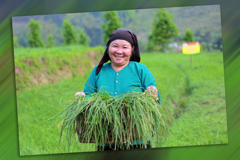 Bà Hoàng Thị Chúc tại xã Nghiên Loan, huyện Pác Nặm với mô hình trồng kiệu do Quỹ APIF thuộc Dự án CSSP tài trợ 338013061-555460323234864-7169787710538588586-n.jpg