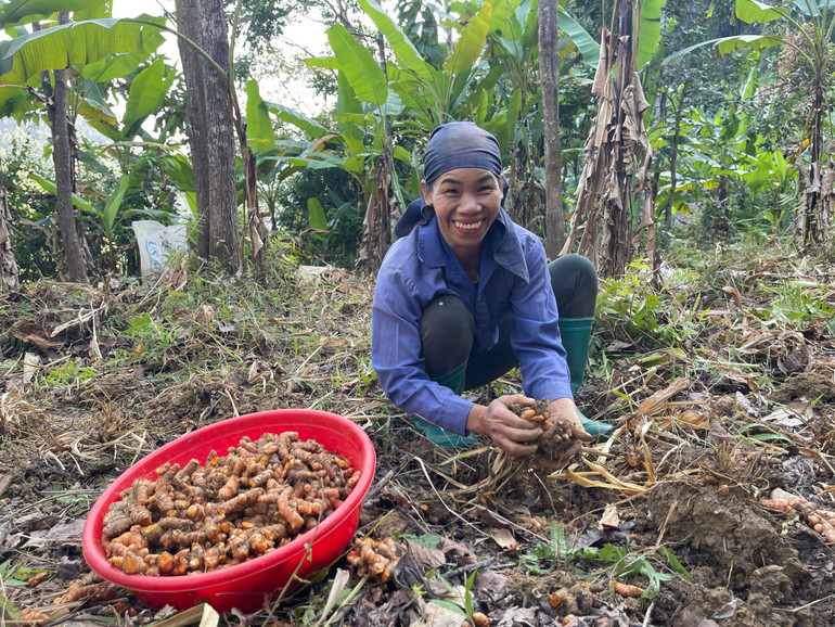 Bà Triệu Thị Vàng, thôn Nặm Vằm, xã Nghiên Loan, huyện Pác Nặm thu hoạch củ nghệ img-2218.jpg