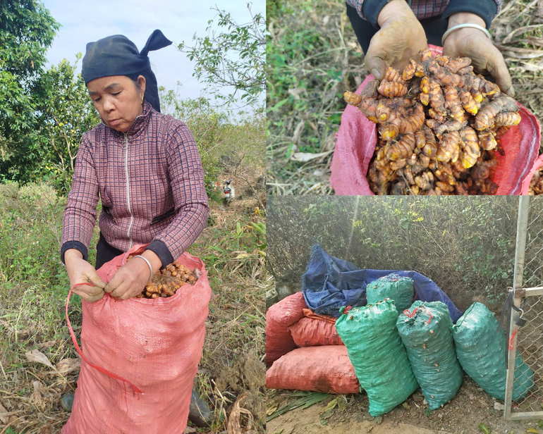 Bà Lý Thị Nở, thôn Thôm Mèo, xã Xuân La, huyện Pác Nặm đóng nghệ vào bao thiet-ke-chua-co-ten.png