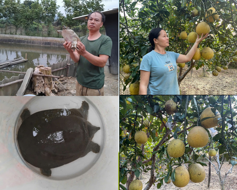 Một số mô hình phát triển kinh tế tại xã Quân Hà. xu-huong-qua-tang-nong-san-dip-tet.png