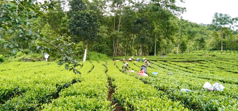 Cây chè giải quyết việc làm cho phụ nữ tại địa phương. z6696966758875-1d5f7460e055b34043ec5ebd24a335f5.jpg