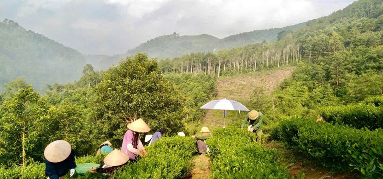 Thu hoạch chè tại xã Chu Hương. z6696966688297-e10695bdde8f789a887214afccb678f8.jpg