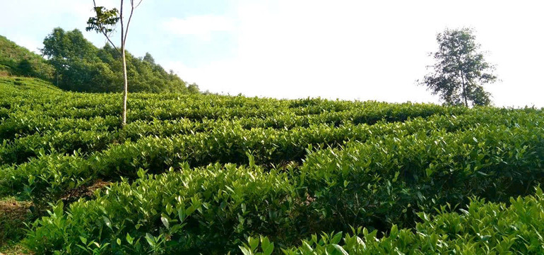 Tiềm năng phát triển mô hình chè gắn với du lịch sinh thái. z6696966782726-5749f5f3006132f8bb8a53ff1113fb33.jpg