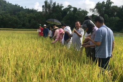 Bạch Thông nhân rộng cánh đồng lúa chất lượng cao