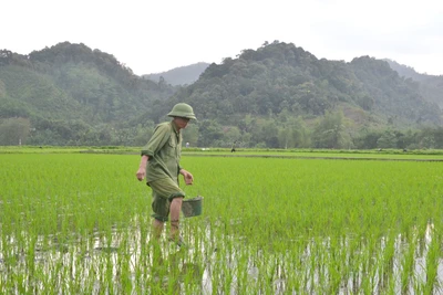 Nông dân Chợ Đồn phòng trừ ốc bươu vàng hại lúa