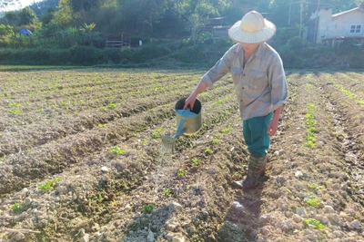 Na Rì tích cực chăm sóc cây vụ đông