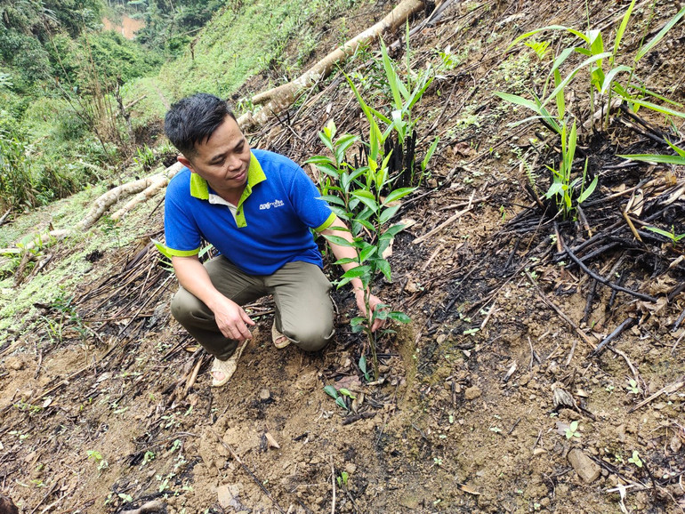 Gia đình ông Lưu Đình Tường, thôn Nà Vài, xã Quang Thuận (Bạch Thông) trồng 100 gốc cam mới tại vườn đồi của gia đình.