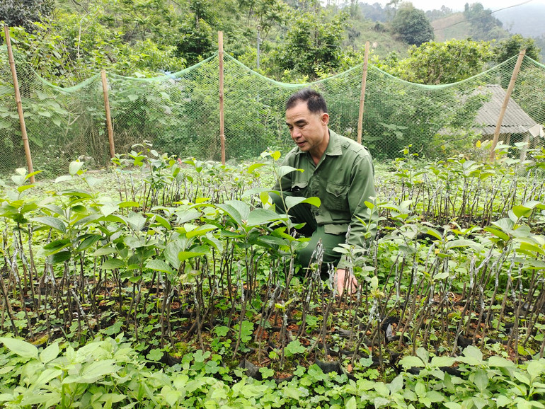 Vườn ươm cây giống hồng không hạt tại thôn Bản Lác, xã Quảng Bạch (Chợ Đồn).