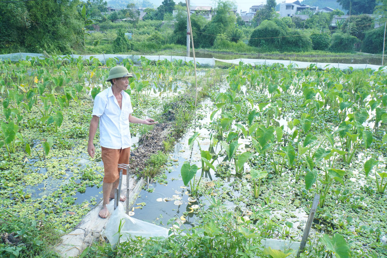 Nuôi ốc nhồi là hướng đi mới, mang lại hiệu quả kinh tế cao.