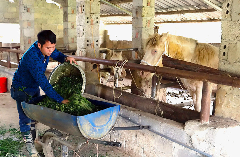 Mô hình chăn nuôi của anh Hoàng Văn Linh, ở Khu Chợ, xã Bằng Vân (Ngân Sơn) mang lại thu nhập ổn định cho gia đình. aaaa.jpg