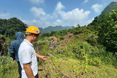 Thông tin về hàng chục con trâu, bò chết do moong khai thác khoáng sản ở Bản Thi là chưa chính xác