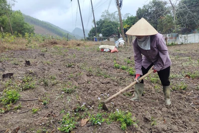 Na Rì vào vụ trồng dong riềng