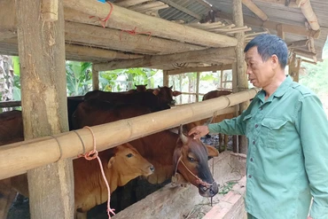Mô hình chăn nuôi bò lai an toàn, khép kín