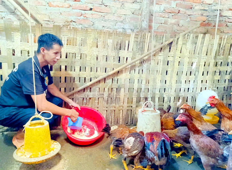 Anh Lý Quang Vinh, ở tổ Pá Danh, phường Huyền Tụng chăm sóc đàn gà của gia đình. Huyen Tung.jpg
