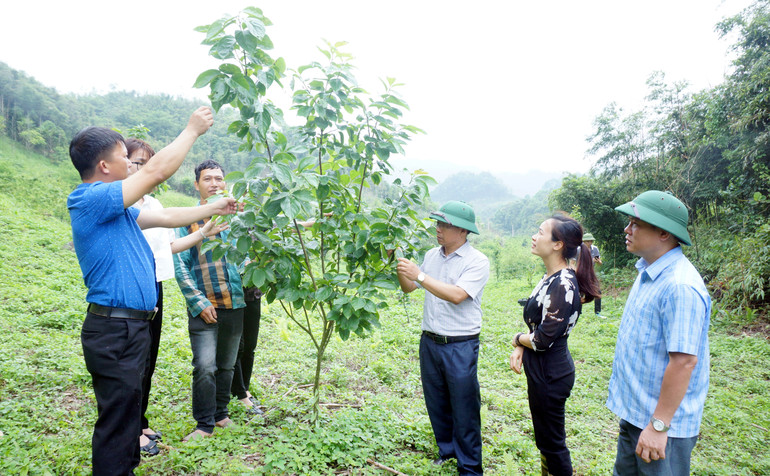 Sở KH&CN tỉnh Bắc Kạn kiểm tra diện tích thực hiện mô hình trồng cây ôn đới tại thôn Thái Lạo, xã Yên Cư (Chợ Mới). dsc01867.jpg