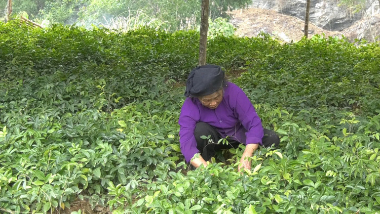 Vườn ươm cây cát sâm được thực hiện ngay tại địa phương, nhằm bảo đảm tính ổn định về thời tiết. z6633343453191-f49430fee3c376ca9e35ab8ef1c7cd34.jpg
