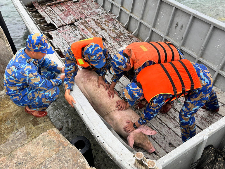 Lợn Tết cũng đã theo tàu đến đảo Đá Đông A. img-1431.jpg