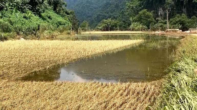 Nhiều diện tích ruộng lúa của người dân xã Quảng Khê không thể khắc phục được trong vụ mùa này. 11.jpg