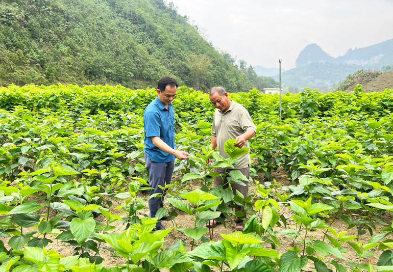 Ông Đào Duy Hưng, Chủ tịch UBND huyện Pác Nặm thăm vườn dâu của HTX dâu tằm Bộc Bố. 33.jpg