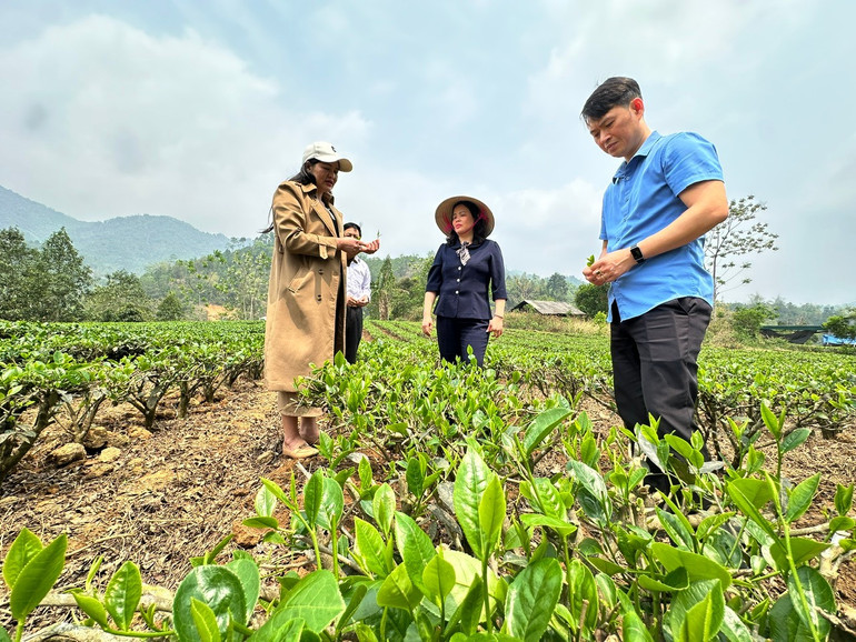 Đoàn công tác của HĐND tỉnh do đồng chí Trần Thị Lộc, Ủy viên Ban Thường vụ Tỉnh ủy, Phó Chủ tịch Thường trực HĐND tỉnh làm trưởng đoàn đến giám sát mô hình trồng cây chè tại xã Chu Hương (Ba Bể). 3.jpg