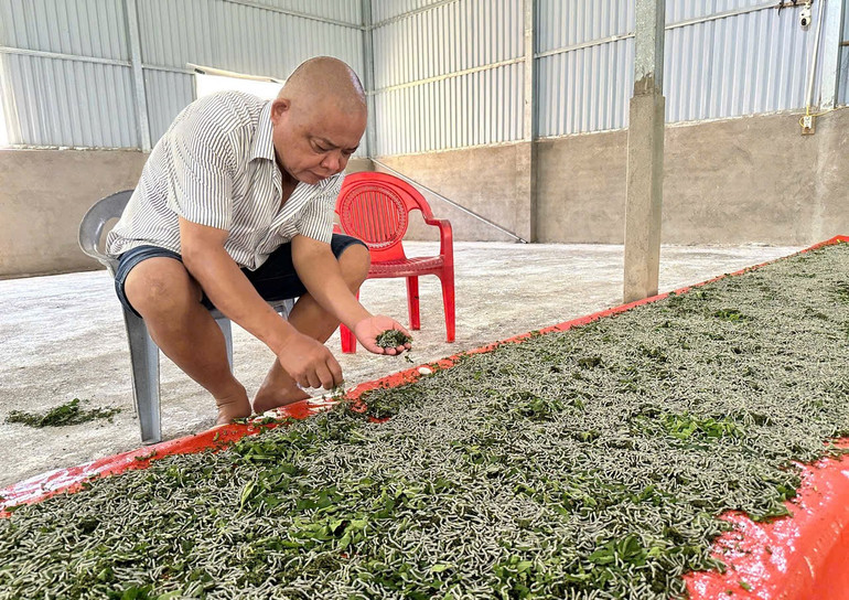 Tằm giống khi mới nuôi được chăm sóc, bảo quản tốt nhất để phát triển. 22.jpg