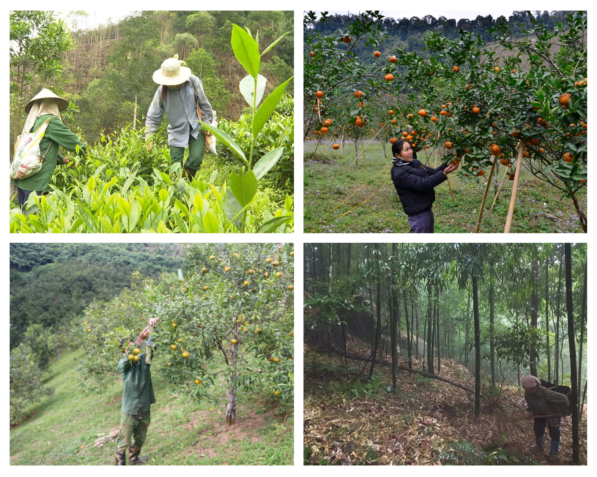 Bạch Thông chú trọng phát triển các cây trồng giá trị kinh tế cao, tăng thu nhập cho người dân.