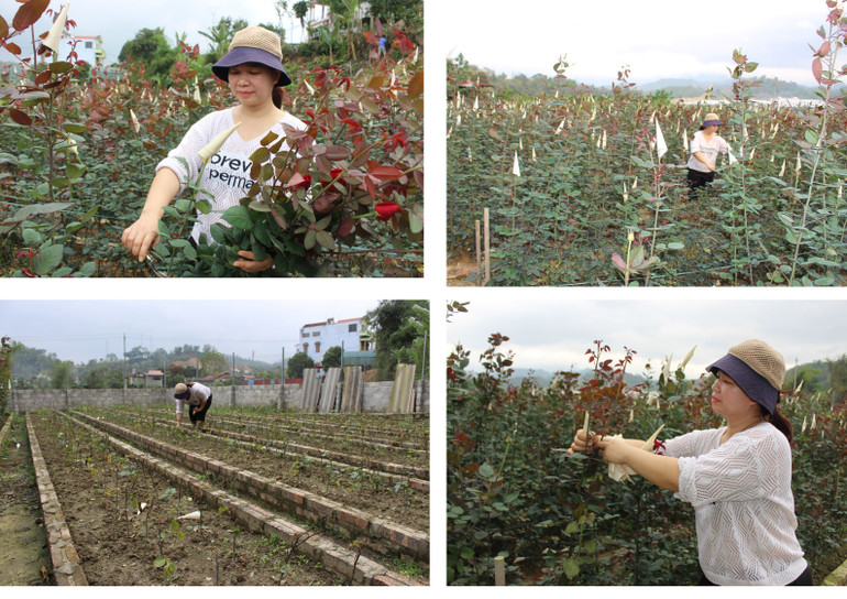 Vườn hoa hồng Pháp của chị Thái hiện nay đã cho thu hoạch và tiếp tục trồng mở rộng. anh-ghep-1.jpg